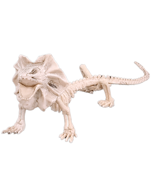 Lizard Skeleton C/1