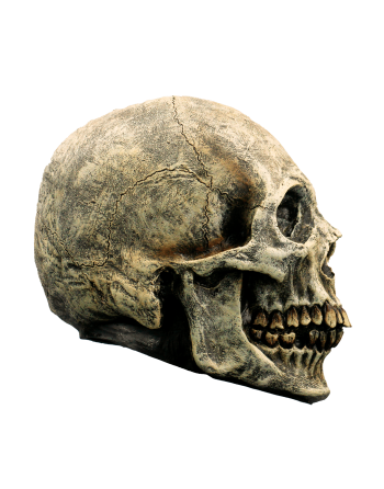 Skull Human  C/1