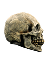 Skull Human  C/1