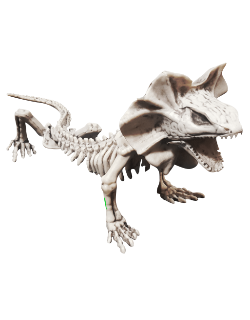 Lizard Skeleton C/1