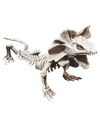 Lizard Skeleton C/1